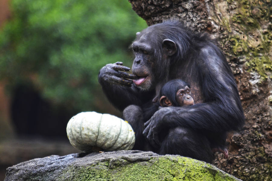 Los chimpancés, gorilas, driles, lemures, suricatas, leones y elefantes de Bioparc Valencia han celebrado un Halloween muy animal con manjares como calabazas con ojos rellenas de muesli, miel, frutas o incluso gusanos y carnes rojas y sangrientas.