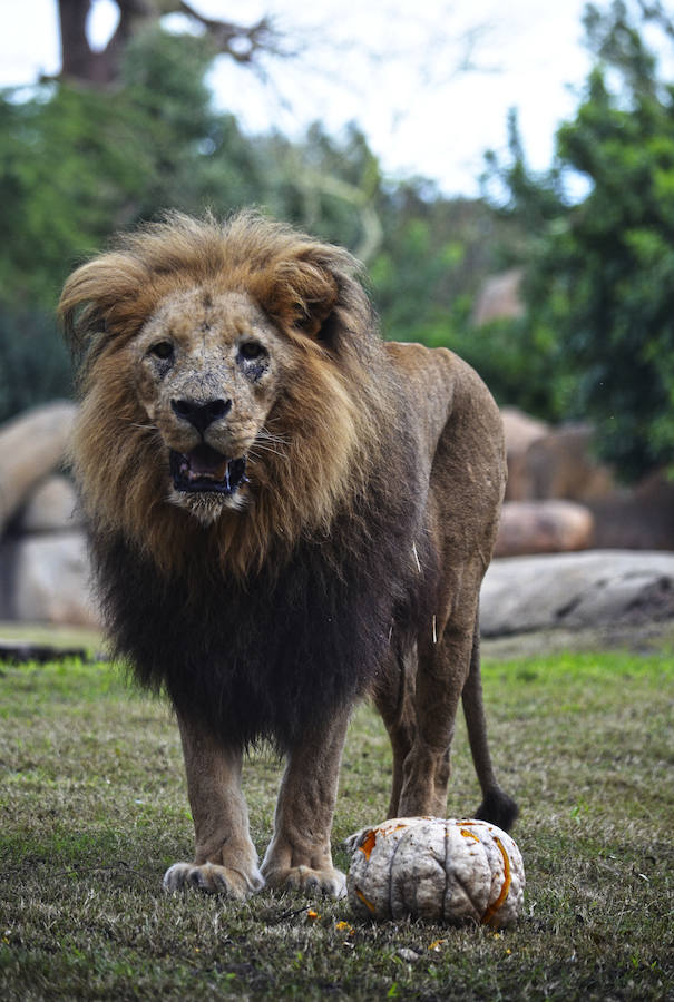 Los chimpancés, gorilas, driles, lemures, suricatas, leones y elefantes de Bioparc Valencia han celebrado un Halloween muy animal con manjares como calabazas con ojos rellenas de muesli, miel, frutas o incluso gusanos y carnes rojas y sangrientas.