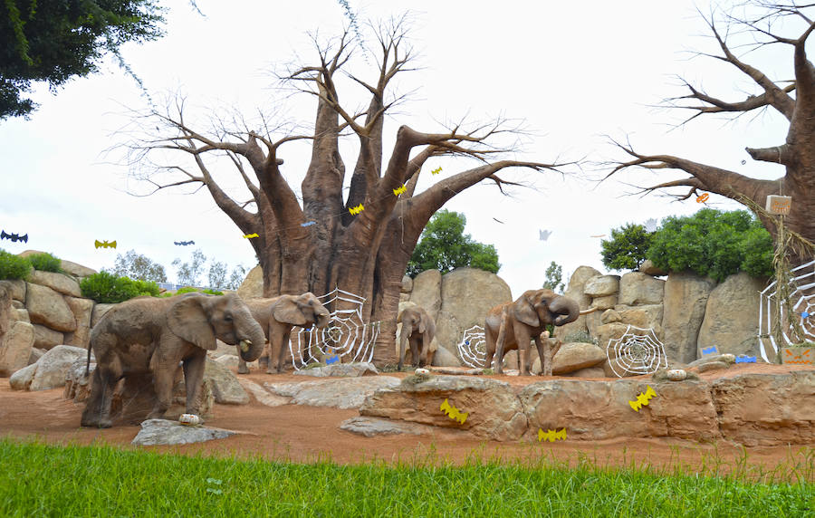 Los chimpancés, gorilas, driles, lemures, suricatas, leones y elefantes de Bioparc Valencia han celebrado un Halloween muy animal con manjares como calabazas con ojos rellenas de muesli, miel, frutas o incluso gusanos y carnes rojas y sangrientas.