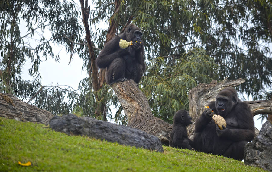 Los chimpancés, gorilas, driles, lemures, suricatas, leones y elefantes de Bioparc Valencia han celebrado un Halloween muy animal con manjares como calabazas con ojos rellenas de muesli, miel, frutas o incluso gusanos y carnes rojas y sangrientas.