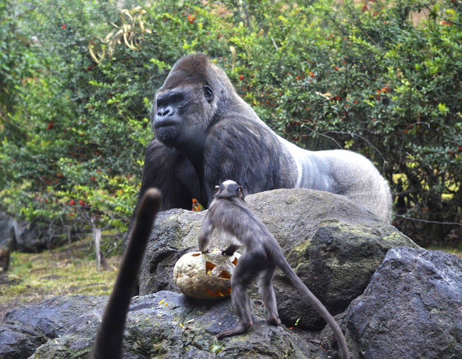 Los chimpancés, gorilas, driles, lemures, suricatas, leones y elefantes de Bioparc Valencia han celebrado un Halloween muy animal con manjares como calabazas con ojos rellenas de muesli, miel, frutas o incluso gusanos y carnes rojas y sangrientas.