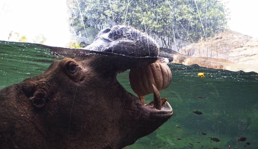 Los chimpancés, gorilas, driles, lemures, suricatas, leones y elefantes de Bioparc Valencia han celebrado un Halloween muy animal con manjares como calabazas con ojos rellenas de muesli, miel, frutas o incluso gusanos y carnes rojas y sangrientas.