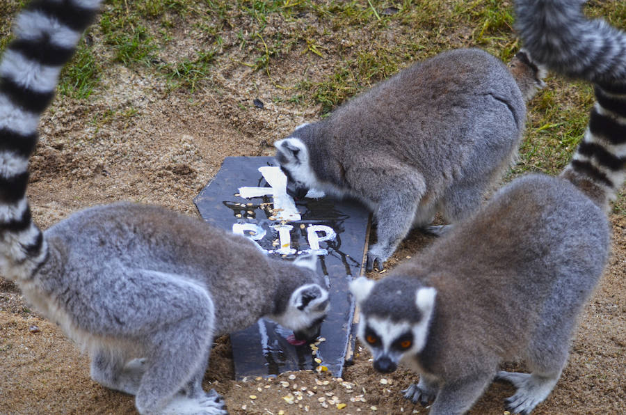 Los chimpancés, gorilas, driles, lemures, suricatas, leones y elefantes de Bioparc Valencia han celebrado un Halloween muy animal con manjares como calabazas con ojos rellenas de muesli, miel, frutas o incluso gusanos y carnes rojas y sangrientas.