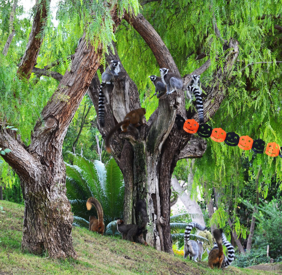 Los chimpancés, gorilas, driles, lemures, suricatas, leones y elefantes de Bioparc Valencia han celebrado un Halloween muy animal con manjares como calabazas con ojos rellenas de muesli, miel, frutas o incluso gusanos y carnes rojas y sangrientas.