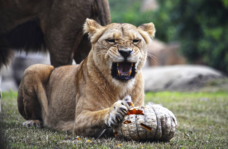 Los chimpancés, gorilas, driles, lemures, suricatas, leones y elefantes de Bioparc Valencia han celebrado un Halloween muy animal con manjares como calabazas con ojos rellenas de muesli, miel, frutas o incluso gusanos y carnes rojas y sangrientas.