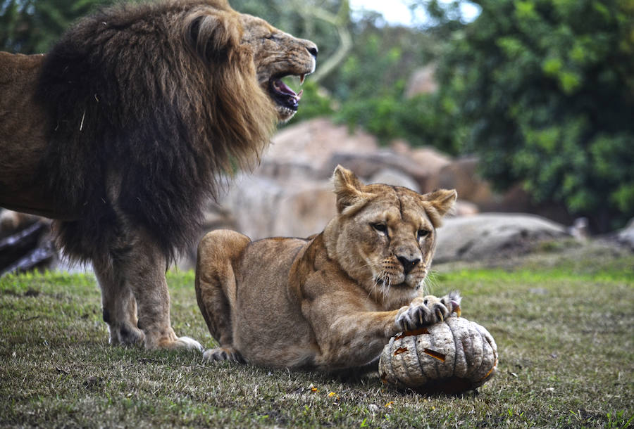 Los chimpancés, gorilas, driles, lemures, suricatas, leones y elefantes de Bioparc Valencia han celebrado un Halloween muy animal con manjares como calabazas con ojos rellenas de muesli, miel, frutas o incluso gusanos y carnes rojas y sangrientas.