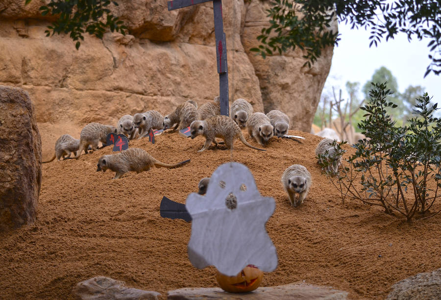 Los chimpancés, gorilas, driles, lemures, suricatas, leones y elefantes de Bioparc Valencia han celebrado un Halloween muy animal con manjares como calabazas con ojos rellenas de muesli, miel, frutas o incluso gusanos y carnes rojas y sangrientas.