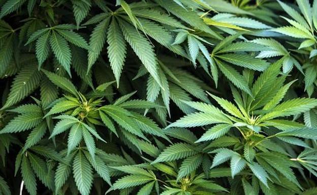Incautadas 9.000 plantas de marihuana en una nave de Cheste y 8 detenidos en Valencia, Madrid y Cádiz