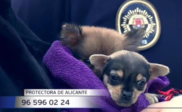 La Policía encuentra 56 perros encerrados en un piso