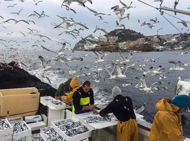 Pescadores del 'Chorroll II', por el Portitxol, regresan a puerto con una buena captura de boquerones. Rafa Serrat
