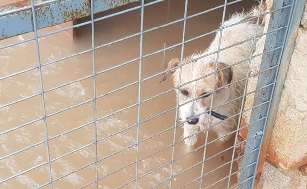 Uno de los perros, entre el agua que ha inundado la protectora.
