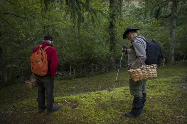 Dos hombres buscan setas. 