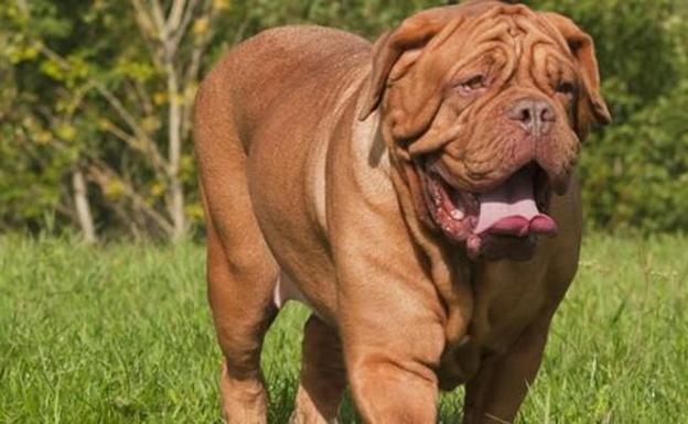 Así es el dogo de Burdeos, la perro que ha matado a madre y su hija en Madrid | Las Provincias