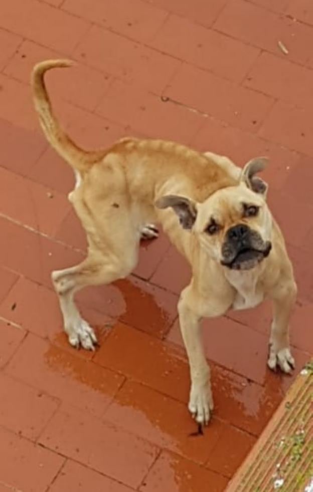 Los dos canes rescatados en una azotea. 