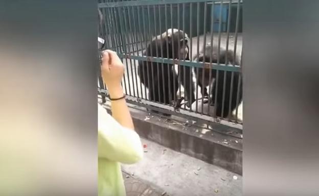 El lado más humano de un chimpancé: devuelve un palo selfie robado por su compañero