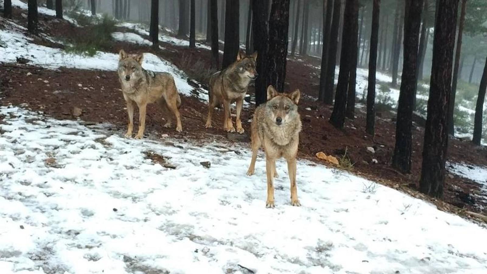 Centro del Lobo Ibérico de Castilla y León-Félix Rodríguez de la Fuente (Zamora): Este espacio natural, ubicado en la Sierra de la Culebra tiene, como principal atracción, la población lobuna que allí habita. El lobo es el protagonista de la sierra, aunque convive también con otros animales salvajes como nutrias, martas, ciervos, jabalíes, gatos monteses y armiños.