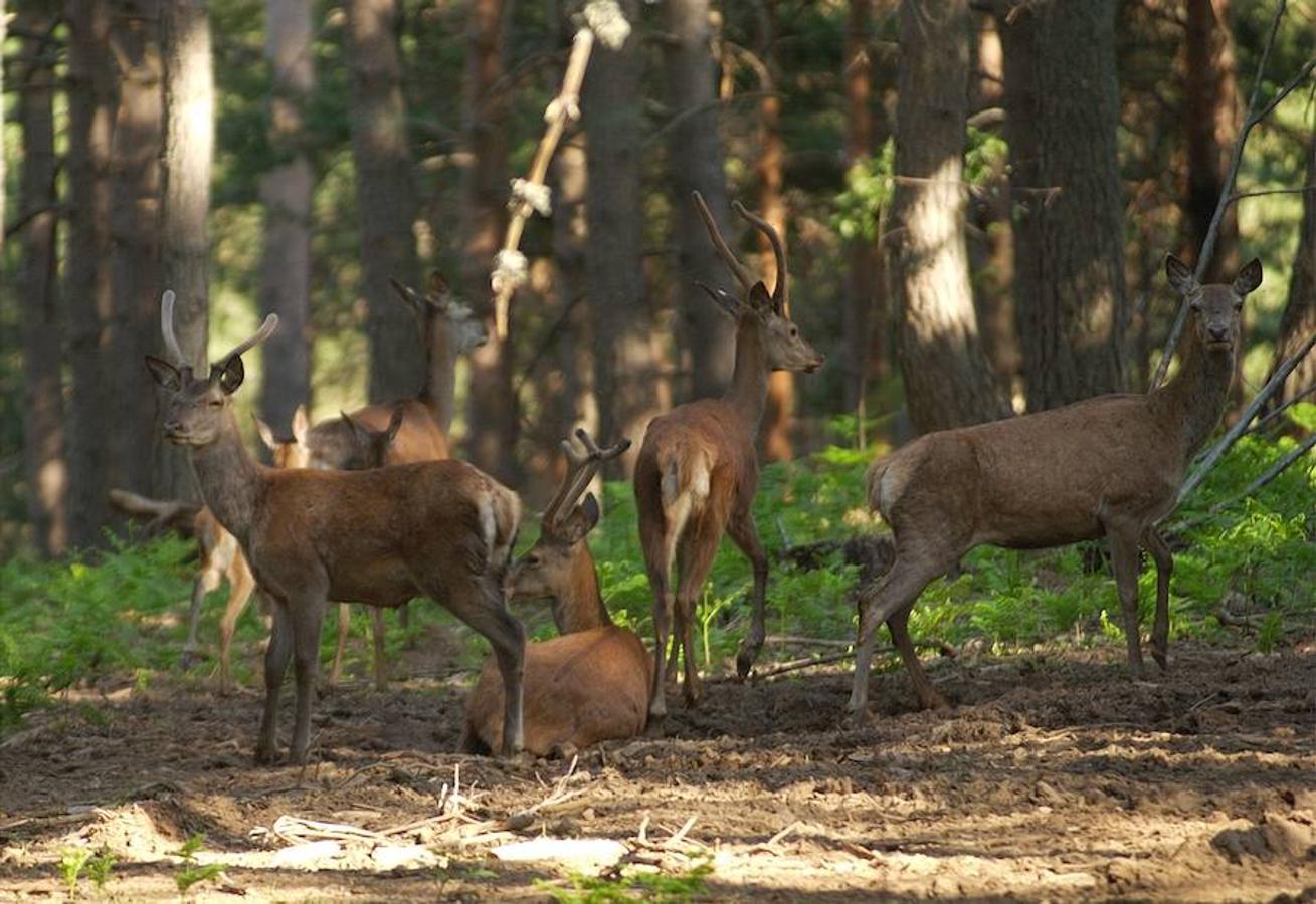 Lacuniacha (Huesca): En el corazón de Pirineos, este bosque ubicado en Piedrafista de Jaca es una buena opción para ver de cerca a ciervos, bisontes, caballos y hasta renos, siendo el primer lugar de España que ha contado con el nacimiento de un animal de esta especie.