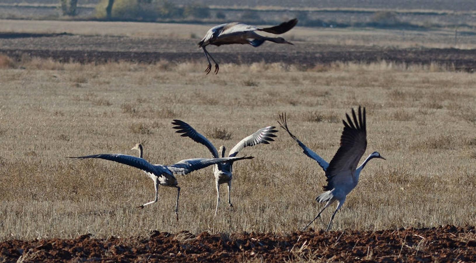 Laguna de Gallocanta (Zaragoza): El icono más emblemático de este entorno natural es la grulla, que usa la laguna como zona de descanso de sus viajes migratorios entre la segunda mitad de octubre y la primera quincena de marzo, por lo que el puente de diciembre es una ocasión perfecta para acercarse a ver a estas aves salvajes.