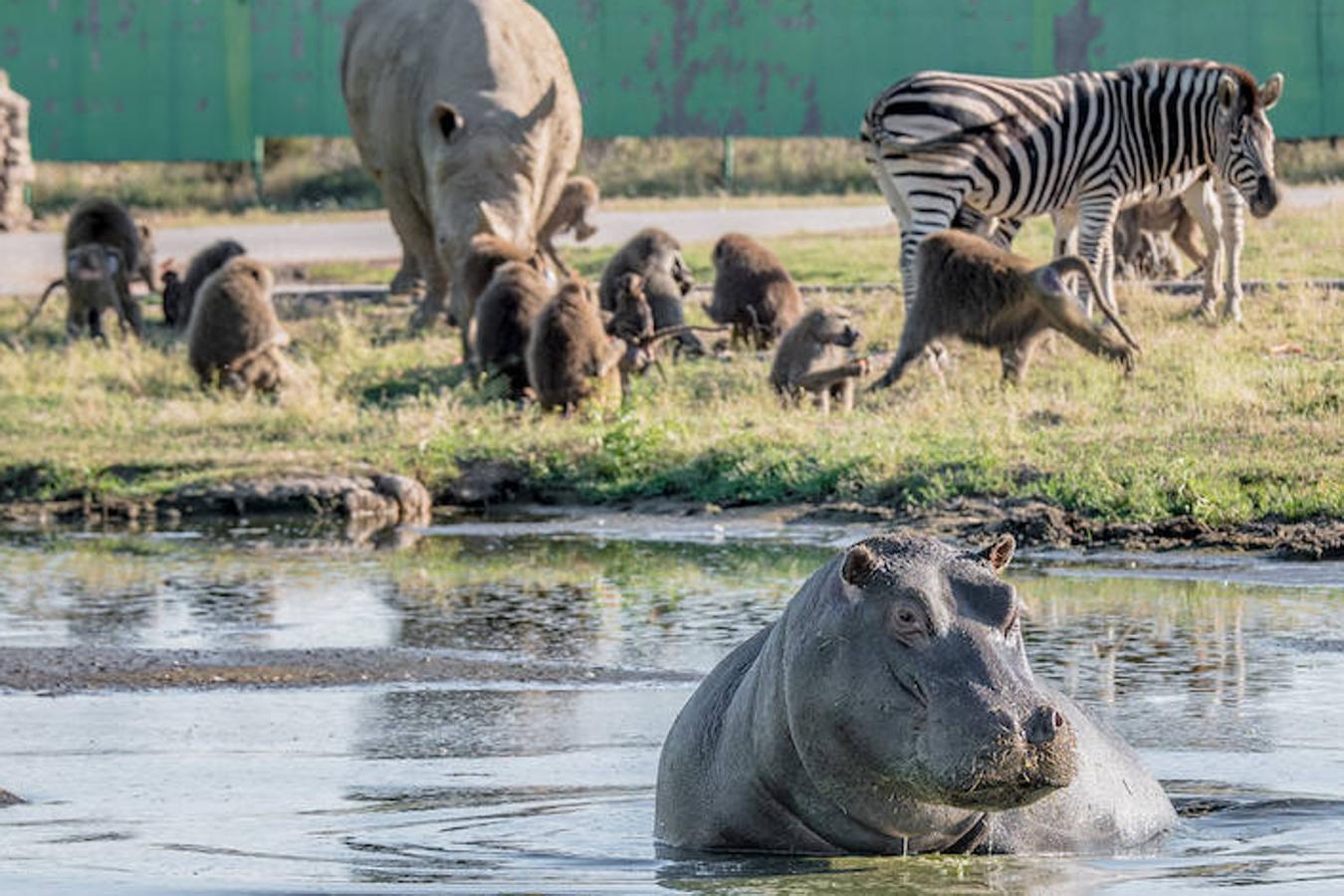 Safari Madrid: Otra forma de observar animales salvajes es realizando un safari. Desde el coche, a escasos metros de distancia, los visitantes pueden observar rinocerontes, jirafas, elefantes, hipopótamos, bisontes, osos negros, papiones, tigres y cebras. 