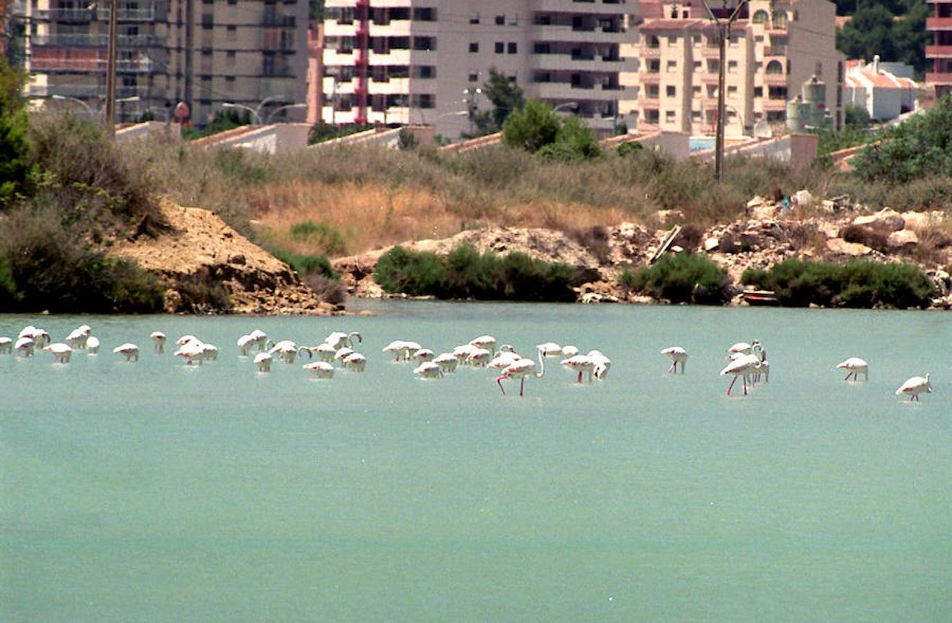 Humedal de las salinas de Calpe (Alicante): Otra parada en la localidad alicantina en la que detenerse a observar animales salvajes. En Calpe, además de playas, el visitante puede encontrarse con el Parque Natural de las Salinas, un punto de gran valor faunístico en el que ver especies como los flamencos rosados o la cigüeña común.