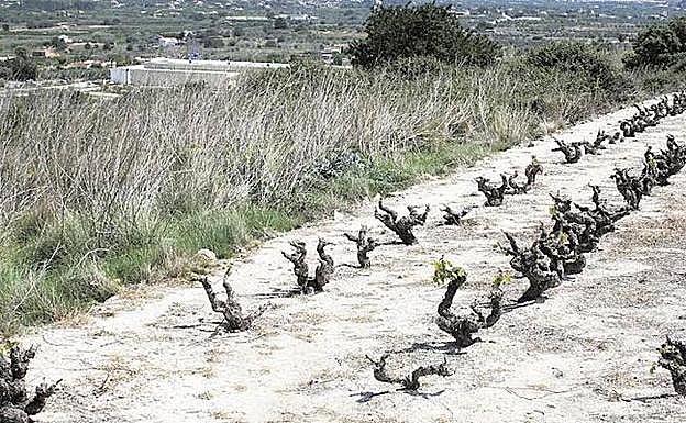 Cepas de vid muertas tras el paso de la plaga de conejos de montaña 