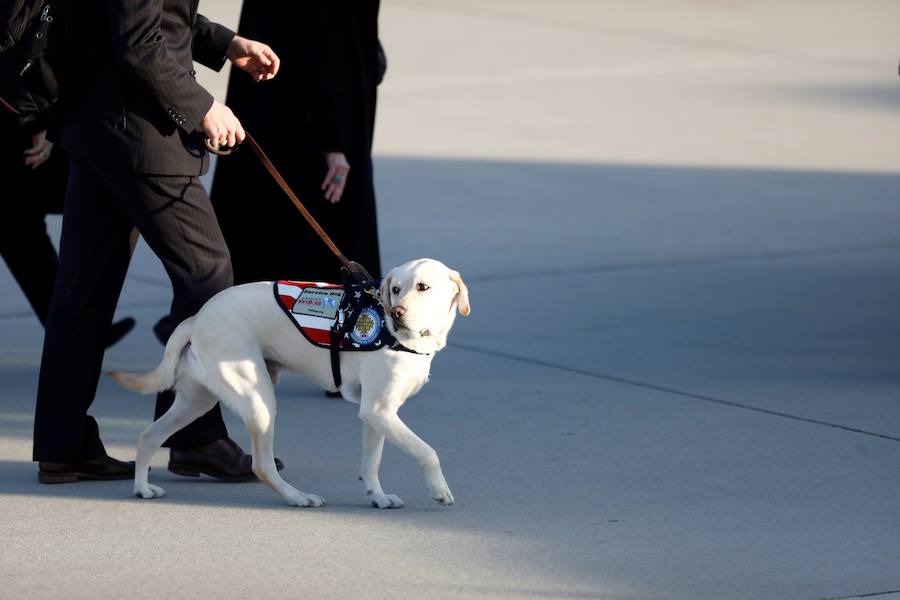 El labrador se hizo famoso esta semana por una imagen en la que aparecía recostado al lado del féretro de su amo, al que ayudó durante su enfermedad. El noble animal también asistió al entierro, donde robó las miradas de todos los asistentes.