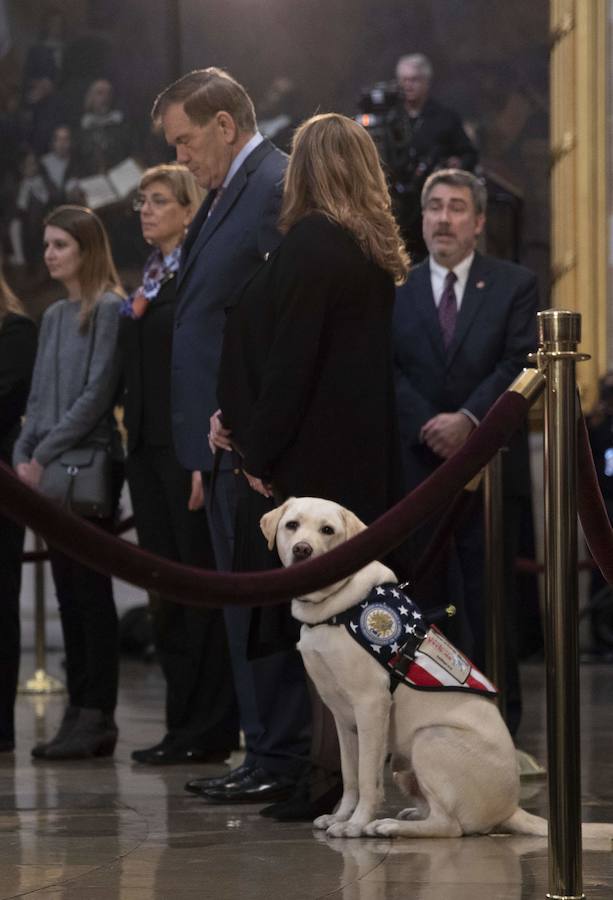 El labrador se hizo famoso esta semana por una imagen en la que aparecía recostado al lado del féretro de su amo, al que ayudó durante su enfermedad. El noble animal también asistió al entierro, donde robó las miradas de todos los asistentes.