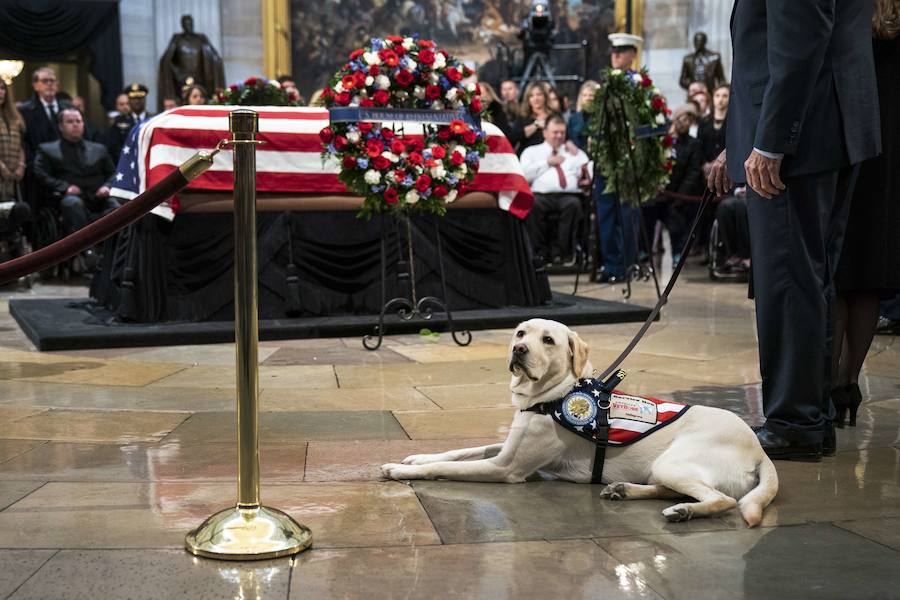 El labrador se hizo famoso esta semana por una imagen en la que aparecía recostado al lado del féretro de su amo, al que ayudó durante su enfermedad. El noble animal también asistió al entierro, donde robó las miradas de todos los asistentes.