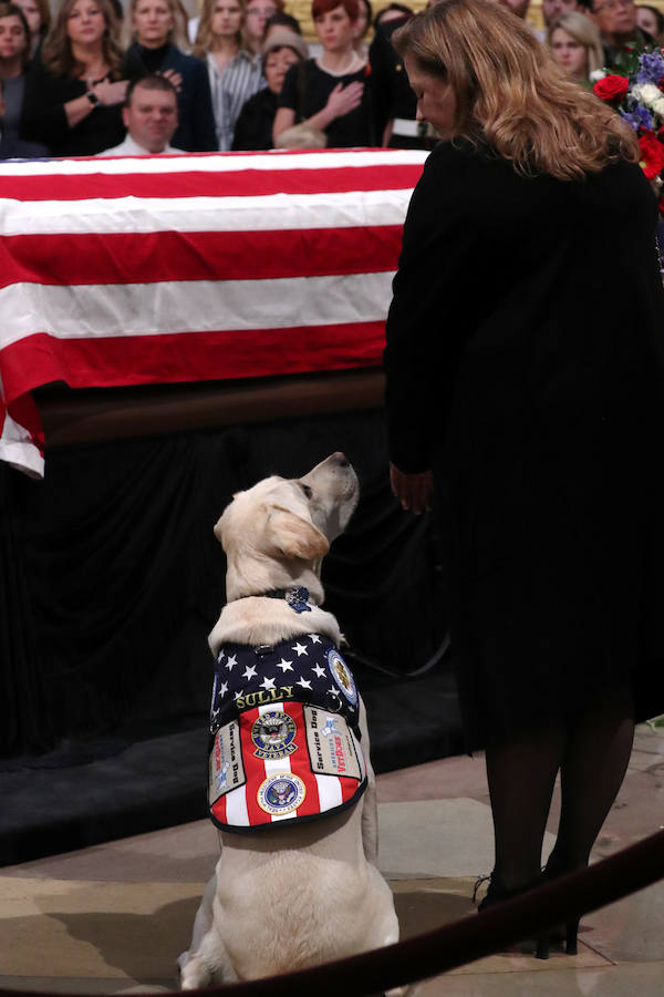 El labrador se hizo famoso esta semana por una imagen en la que aparecía recostado al lado del féretro de su amo, al que ayudó durante su enfermedad. El noble animal también asistió al entierro, donde robó las miradas de todos los asistentes.