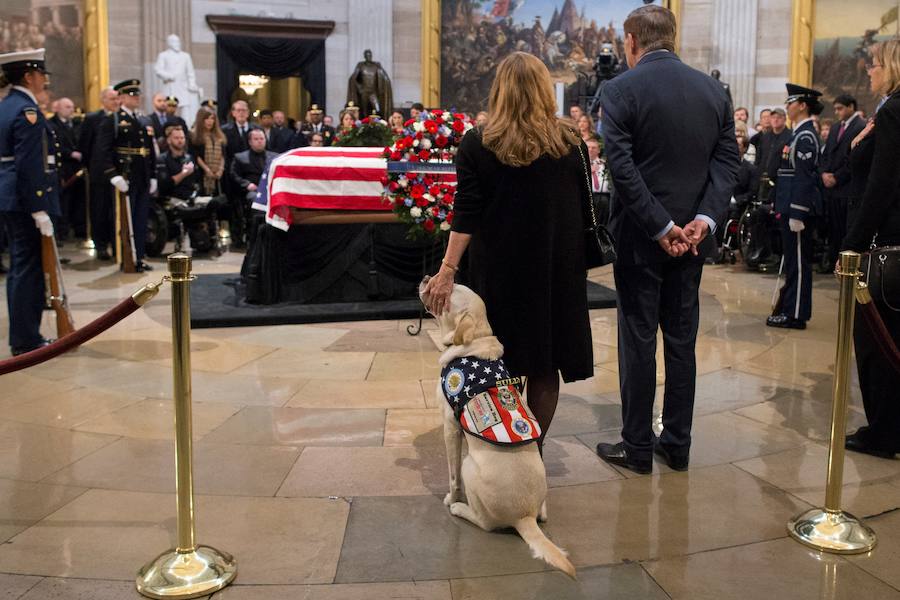 El labrador se hizo famoso esta semana por una imagen en la que aparecía recostado al lado del féretro de su amo, al que ayudó durante su enfermedad. El noble animal también asistió al entierro, donde robó las miradas de todos los asistentes.