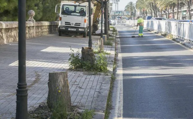 Algunos tocones de árboles talados, ayer en la calle Mauro Guillén. 