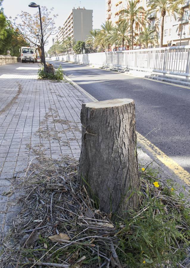 La eliminación del arbolado se produce en una zona afectada por las obras de un carril ciclista, entre el puente de las Artes y el de San José