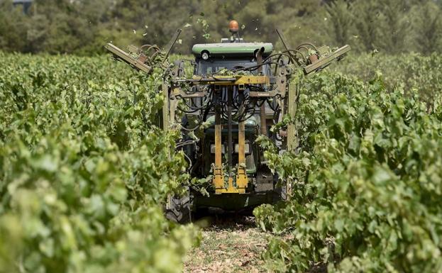 Un tractor realiza labores de poda mecanizada en verde en un viñedo de uva Macabeo para elaborar cava.