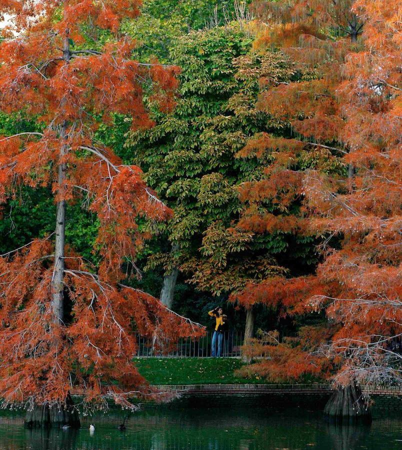 Parque del Retiro, Madrid. En mitad del bullicio de la capital española, el visitante se topa con este rincón de 125 hectáreas. El espacio es uno de los pulmones verdes de la ciudad y tiene varios puntos de interés como el Estanque Grande, en el que se puede ir en barca y el Palacio de Cristal, pabellón que recoge algunas exposiciones.