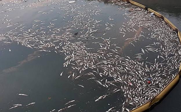 Imagen principal - Vecinos de Pinedo denuncian la aparición de miles de peces muertos