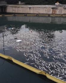 Imagen secundaria 2 - Vecinos de Pinedo denuncian la aparición de miles de peces muertos