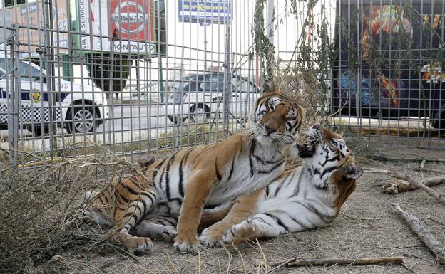 Tigres de un circo en Alfafar en 2017. 