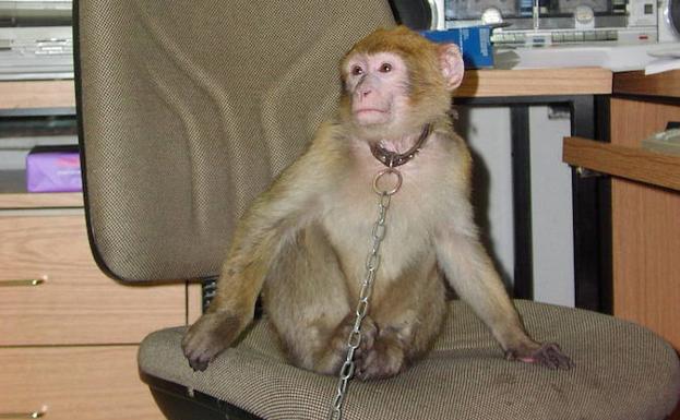 Condenan a tres años de cárcel a una mujer por masturbar a un mono en una tienda de animales