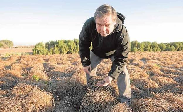 Antonio Gimeno, en un campo de chufas antes de ser cosechadas. 