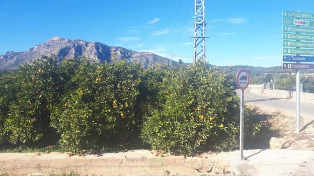 Una parcela de cultivo de cítricos en el Camí Gandia de Tavernes de la Valldigna. 