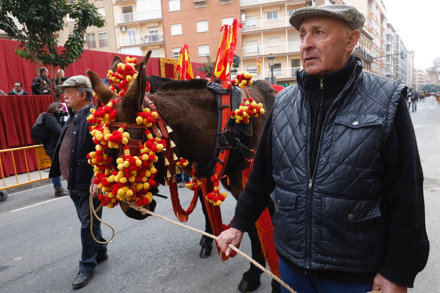 La calle Sagunto acoge un año más el tradicional acto que reúne a decenas especies de animales