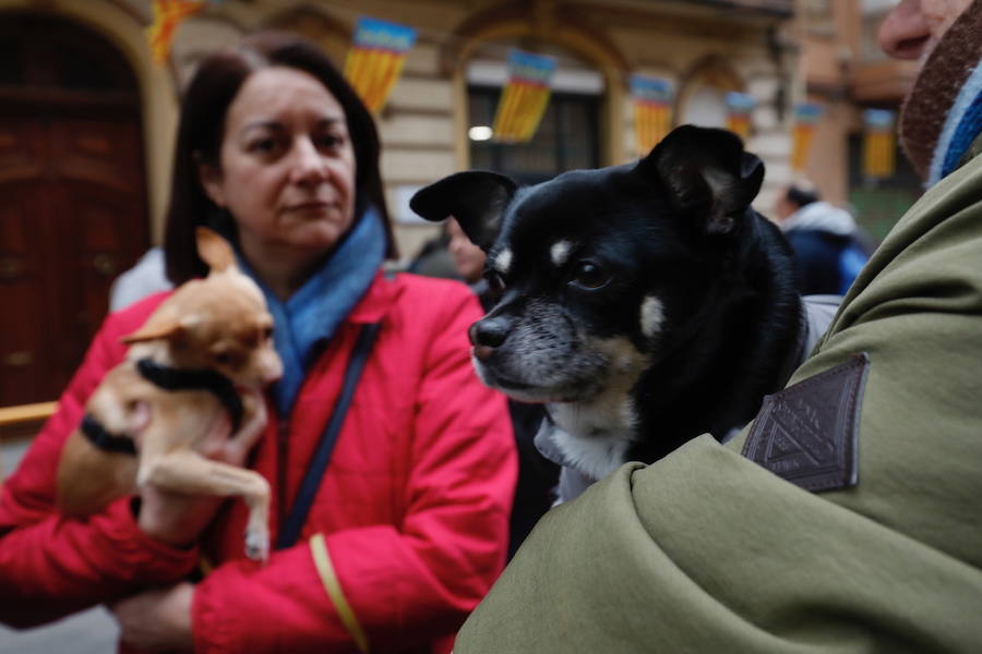 La calle Sagunto acoge un año más el tradicional acto que reúne a decenas especies de animales