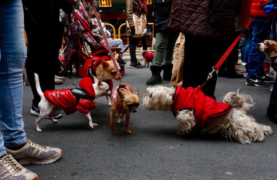 La calle Sagunto acoge un año más el tradicional acto que reúne a decenas especies de animales