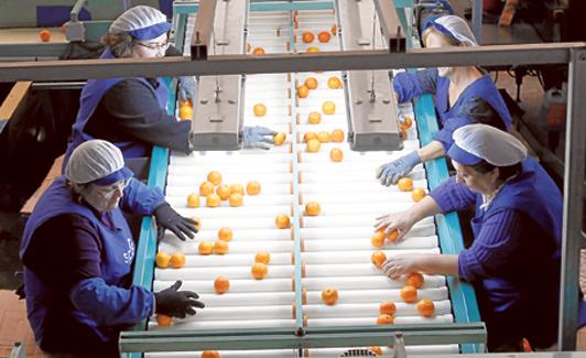 Selección. Varias mujeres escogen con mimo las mejores clementinas en la cooperativa de Godelleta. 