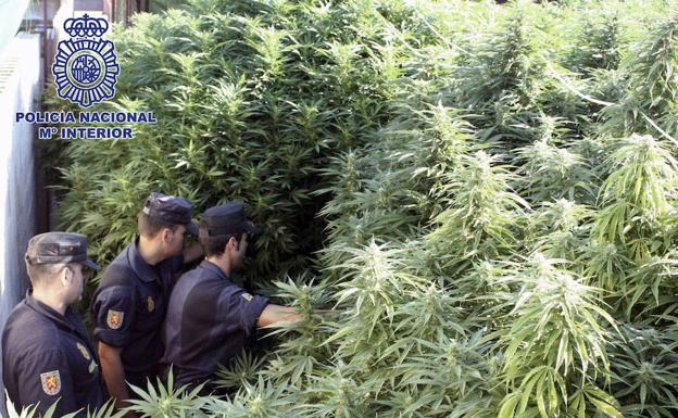 Una mafia china cultivaba marihuana en tres naves de Alginet, Silla y Benifaió