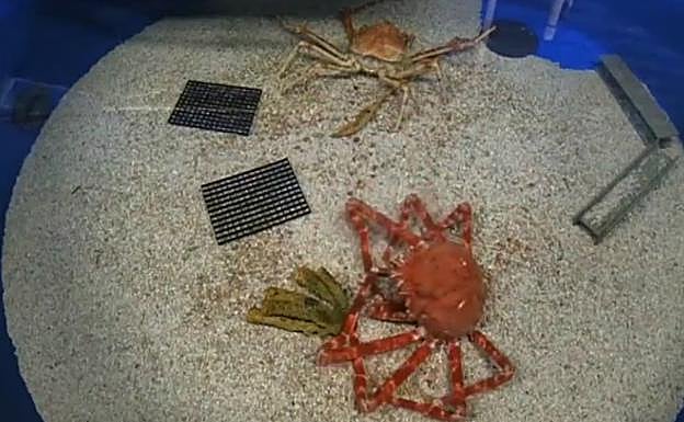 Un curioso vídeo capta a un cangrejo real mientras muda su caparazón