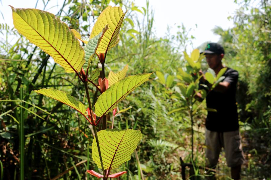 Desde hace mucho tiempo, en el sudeste asiático, las hojas de kratom se consumen en infusión o trituradas como sustituto de los opiáceos, como remedio contra la ansiedad o como droga recreativa. Estados Unidos es el principal mercado de kratom, que también se consume en Canadá y en Europa, donde cada vez hay más incautaciones.