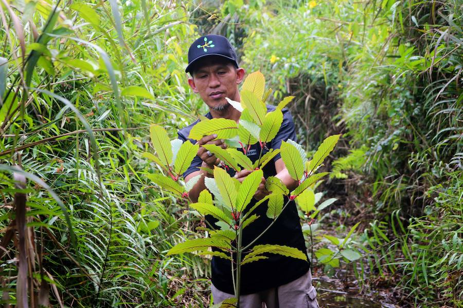 Desde hace mucho tiempo, en el sudeste asiático, las hojas de kratom se consumen en infusión o trituradas como sustituto de los opiáceos, como remedio contra la ansiedad o como droga recreativa. Estados Unidos es el principal mercado de kratom, que también se consume en Canadá y en Europa, donde cada vez hay más incautaciones.
