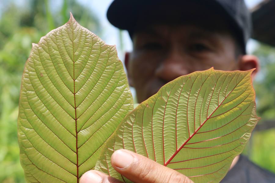 Desde hace mucho tiempo, en el sudeste asiático, las hojas de kratom se consumen en infusión o trituradas como sustituto de los opiáceos, como remedio contra la ansiedad o como droga recreativa. Estados Unidos es el principal mercado de kratom, que también se consume en Canadá y en Europa, donde cada vez hay más incautaciones.