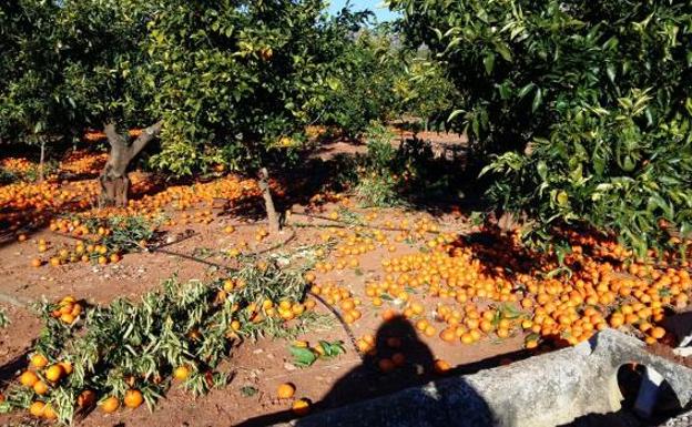 na parcela de cultivo de cítricos con las naranjas en el suelo y los conductos de riego por goteo destrozados.
